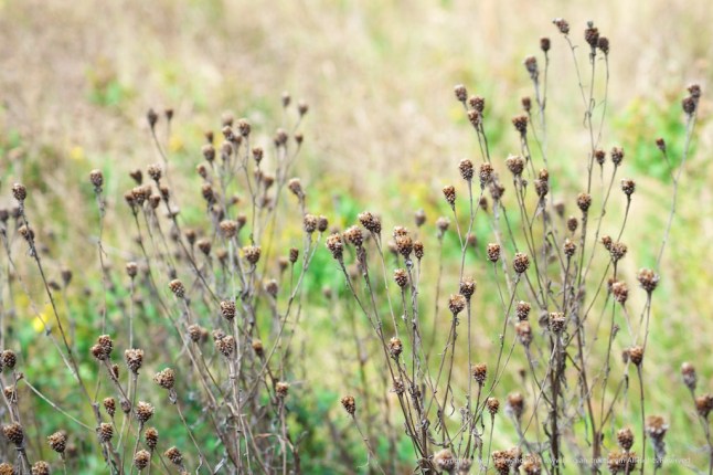 atownend_20140920_000014 - Version 2