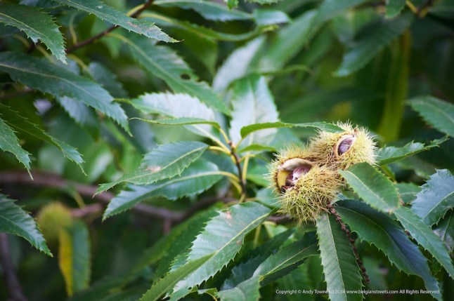 atownend_20140920_000039 - Version 2