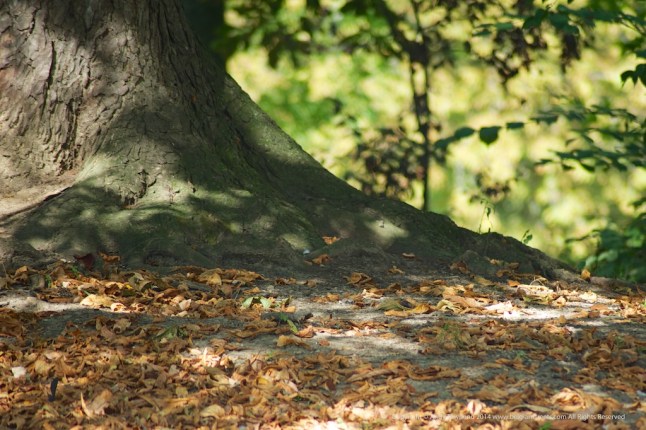 atownend_20140920_000062 - Version 2